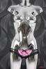 SANSelle dámská tanga 4907B SANSelle dámská tanga 4907B
